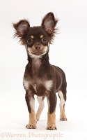 Chocolate-and-tan Chihuahua standing