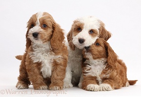 Three Red-and-white Cockapoo puppies
