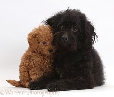 Black Labradoodle mother and puppy