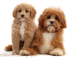 Puppy and adult Cavapoos