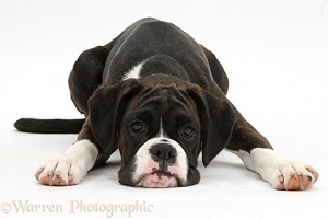 Boxer pup lying with chin on the floor