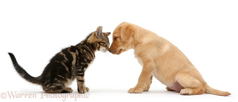 Tabby kitten nose to nose with cute Labrador puppy