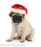 Fawn Pug pup, 8 weeks old, wearing a Santa hat