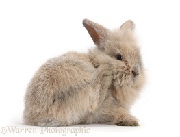 Young bunny scratching her face with a hind foot