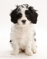Black-and-white Cavapoo puppy