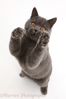 Blue British Shorthair cat sitting looking up with mouth open
