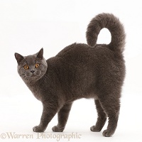 Blue British Shorthair cat standing with arched back