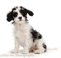 Black-and-white Cavapoo puppy looking surprised