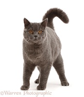 Blue British Shorthair cat standing