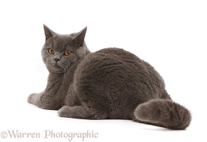 Blue British Shorthair cat looking over his shoulder