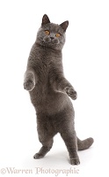 Blue British Shorthair cat standing up on hind legs