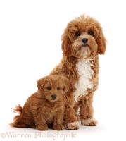 Red Cavapoo adult and puppy