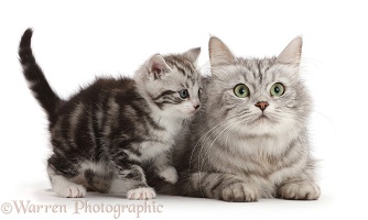 Silver tabby kitten, 4 weeks old, with his mother
