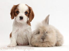 Cavalier puppy and fluffy bunny