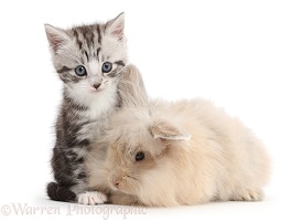 Cute silver tabby kitten and beige bunny