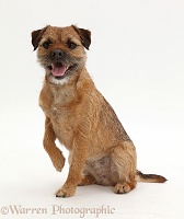Border Terrier bitch sitting with raised paw