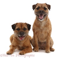 Border Terriers, sitting together