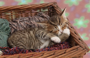 Sleepy tabby kitten in wool basket