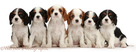Six Cavalier puppies sitting in a row