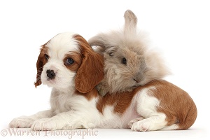 Cavalier puppy and fluffy bunny