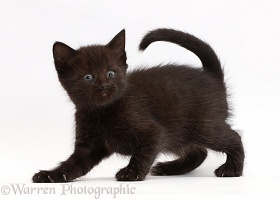 Black kitten, 5 weeks old
