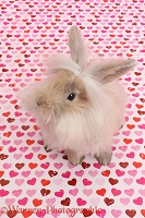 Fluffy bunny sitting on pink heart background