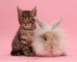 Tabby kitten and fluffy bunny