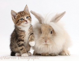 Tabby kitten with fluffy bunny