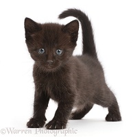 Black kitten walking standing with tail up
