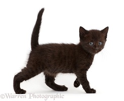 Worried looking black kitten walking