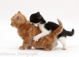Black-and-white kitten playfully attacking ginger kitten