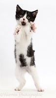 Black-and-white kitten standing on hind legs