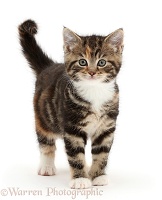 Tabby kitten standing with tail erect