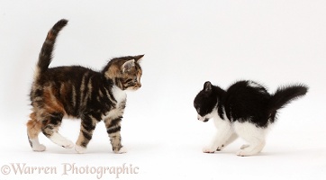 Black-and-white kitten inviting tabby kitten to play