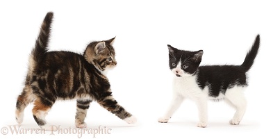Black-and-white kitten facing tabby kitten