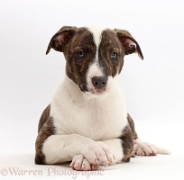 Lurcher pup with crossed paws