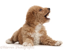 Playful F1b toy goldendoodle puppy with open mouth