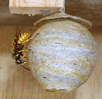 Queen wasp building nest