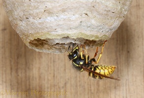 Queen wasp entering nest