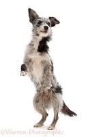 Blue merle mutt standing up on hind legs