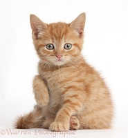 Ginger kitten with raised paw