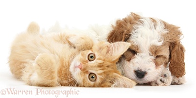 Cute sleeping Cavapoo puppy and ginger kitten