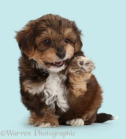 Cavapoo puppy waving a raised paw