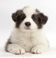 Blue-and-white Border Collie puppy
