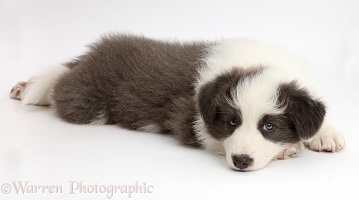 Blue-and-white Border Collie puppy with chin on floor