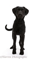 Black Labrador dog standing