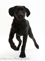 Black Labrador dog walking