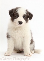 Blue-and-white Border Collie puppy sitting