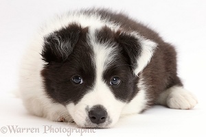 Black-and-white Border Collie puppy with chin on floor