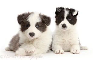 Two Border Collie puppies